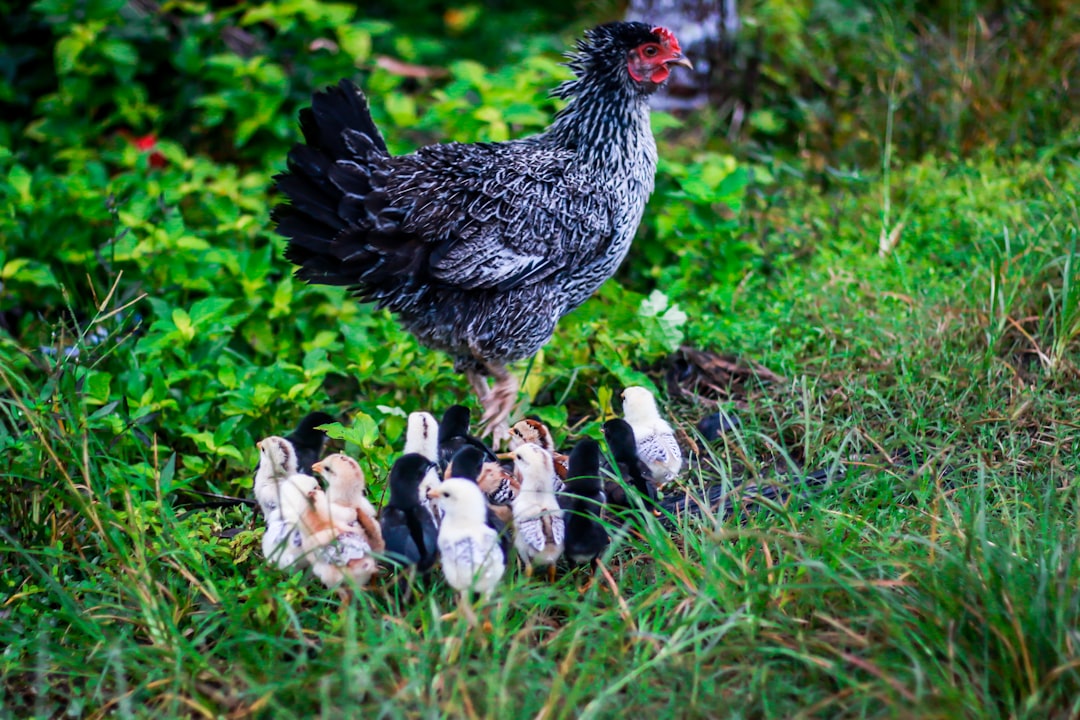 Photo Sautéed chicken